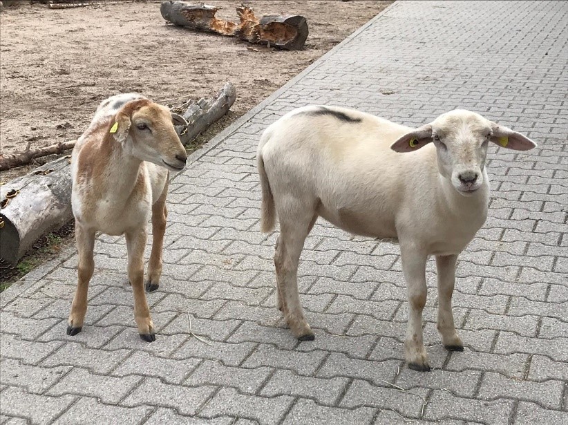 Schafe Stella und Resi